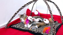 A Cat and His Toys