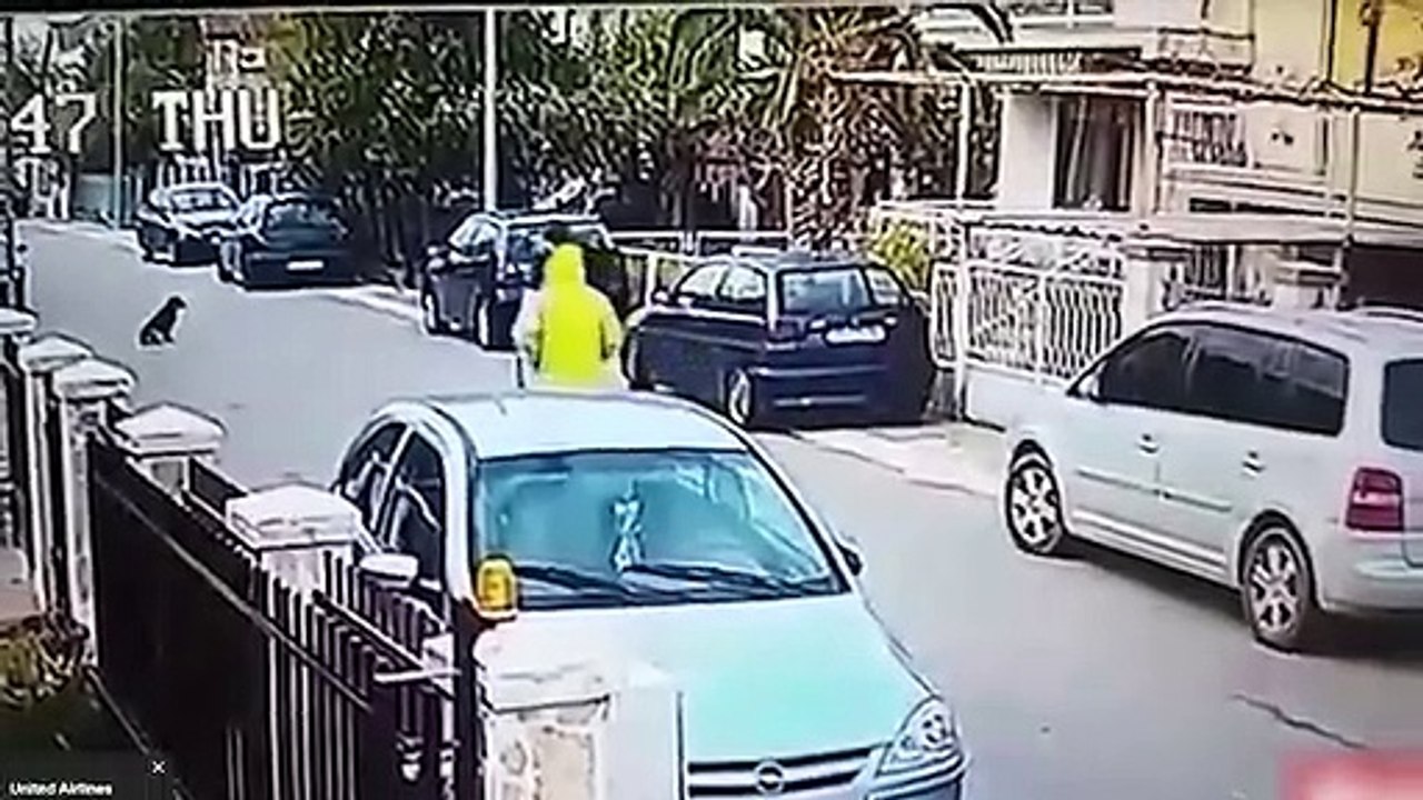 Heldenhafte Tieren, Die Gefilmt Wurden! (3)