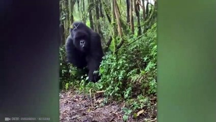 35 Der Unheimlichsten Tier-begegnungen, Die Ihr Sehen Müsst!