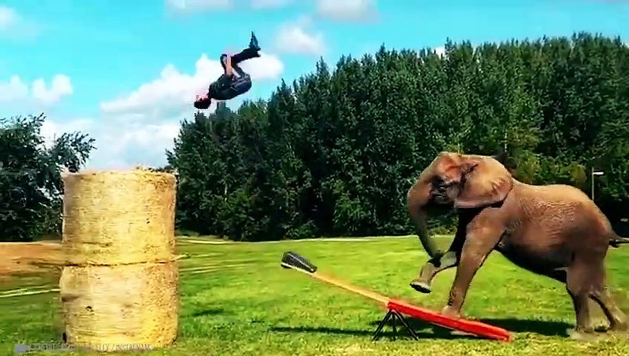 Dieser Alligator Erhielt Einen Elektrischen Schlag Von 860 Watt! Tiere, Die Dich Begeistern Werden!