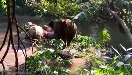 Tiere, die Menschen um Hilfe baten