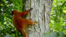 Un singe qui se prend pour un lion - ZAPPING SAUVAGE