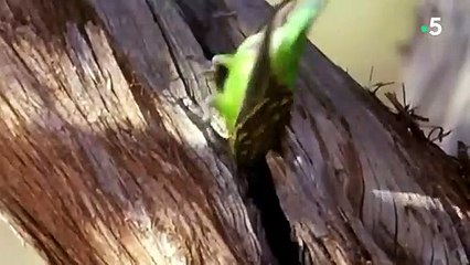 Faucon pèlerin  l'animal le plus rapide du monde - ZAPPING SAUVAGE