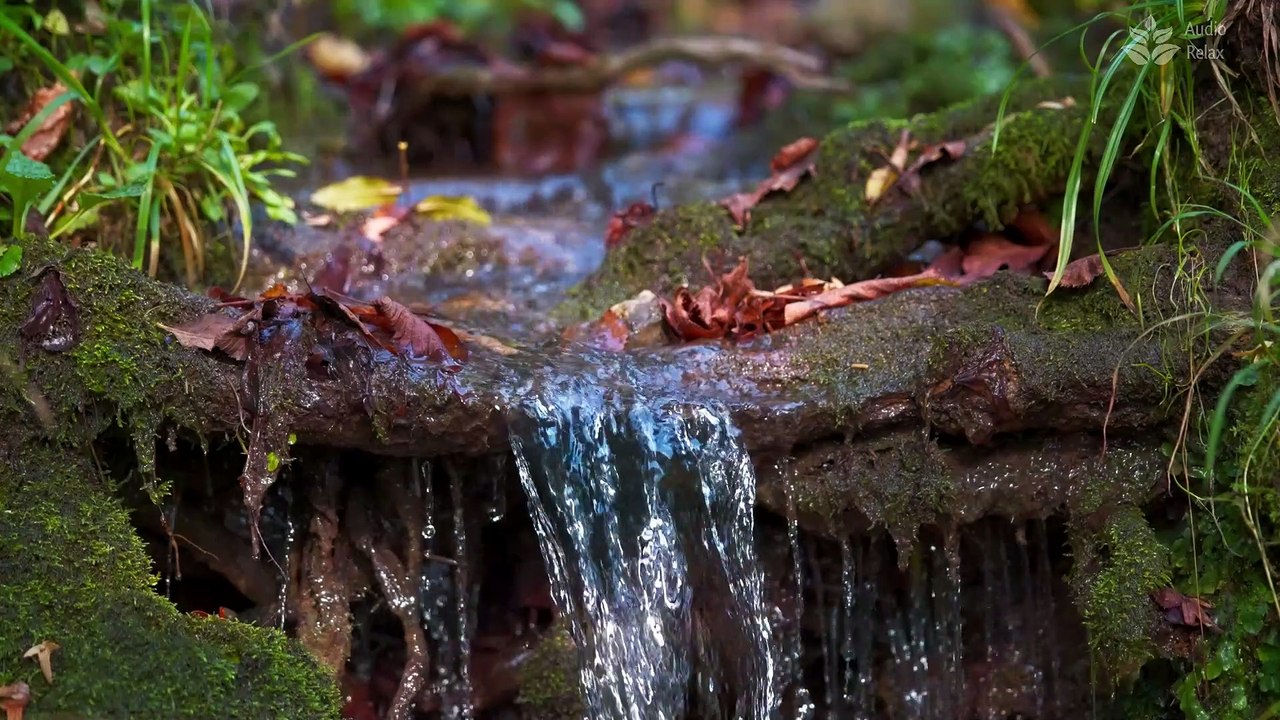Tranquil Forest Stream: 10 Hours of Calming Water Flow for Relaxation