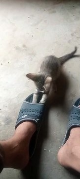 funny cats and kittens playing #cats #kitten #playing #funny #funnyvideo #catsvideo #funnyanimals
