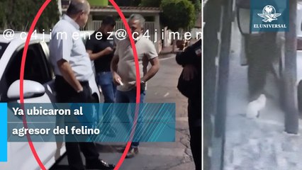 Nuevo caso de maltrato animal, matan a un gato en Tlalnepantla