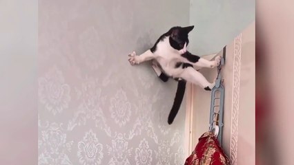 Cats Doing Funny Things