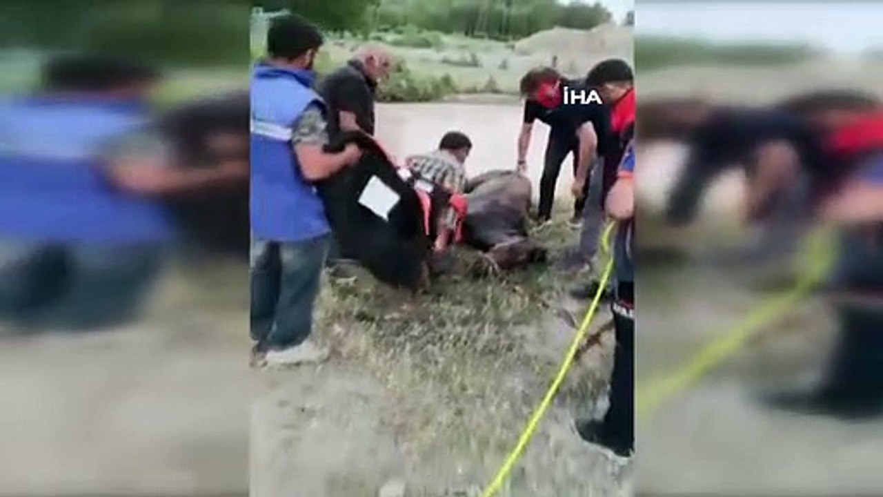 Le cheval qui est tombé dans le barrage d'irrigation a été sauvé
