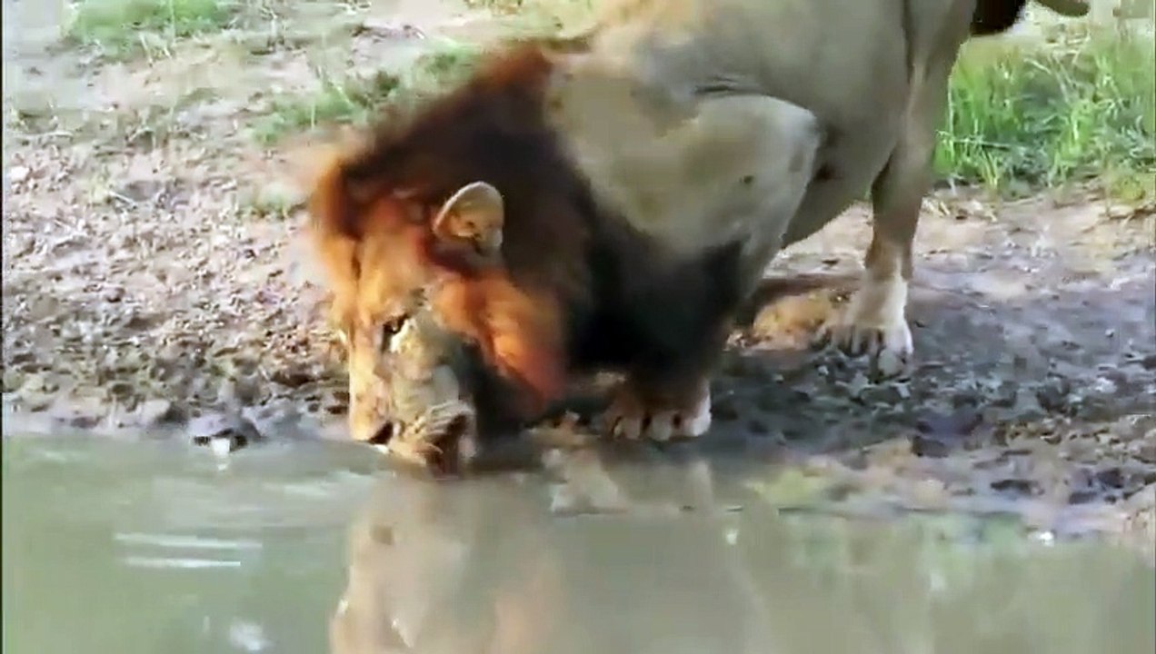 Cette tortue ne veut pas partager son étang avec le lion