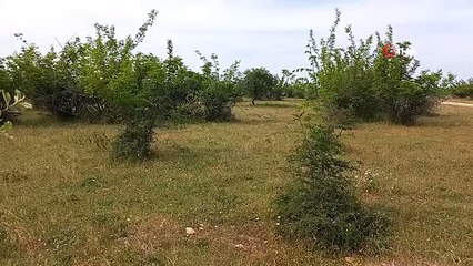 Kırklareli'ndeki dehşet olayla ilgili 2 şüpheli yakalandı