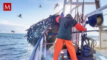La polémica en torno a Gladis, la orca señalada por volcar embarcaciones en España