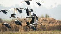 Aves migratorias en declive por calentamiento global