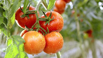 The Best Types Of Tomatoes To Grow In The South