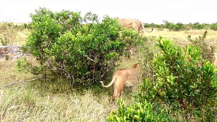 Wildlife One Lions Fight to See Who's King