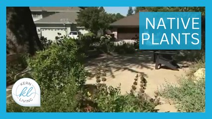 California Native Plants| KERN LIVING