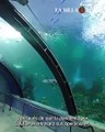 Así luce el nuevo Acuario de Mazatlán Mar de Cortés