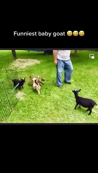 Baby Goat is playing 