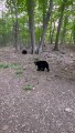 Poor Bear Cub Gets Spooked