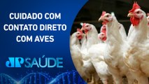 Gripe aviária: Qual o tamanho da ameaça para saúde pública no momento? | JP SAÚDE