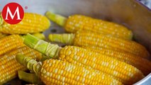Estados Unidos solicita consultas ante T-MEC contra México por maíz transgénico