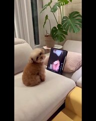 O vídeo é uma compilação de momentos engraçados e adoráveis envolvendo gatos e cães.