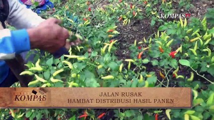 Panen Berhasil Menjadi Gagal Karena Ini... | BERKAS KOMPAS