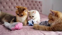 Now I know why socks  go missing!  Funny kittens