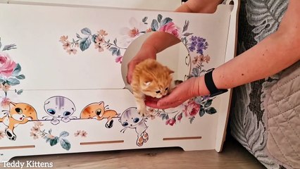 Now we can't be stopped! We're out of the nest! cute kitten