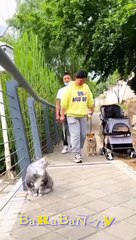 미친 고양이 나에게서 떨어져!  좋은 기분을 위한 고양이와 새끼 고양이의 재미있는 동영상!