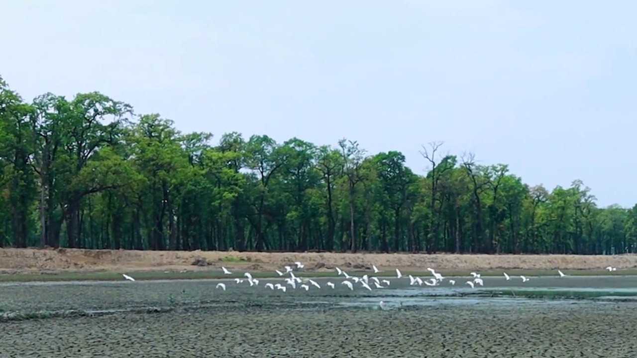 bakula flying ,beautyfull birds , white bakula