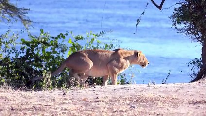 يا لذكاء الأسود! ما ستفعله بالجاموس المسكين لا يصدق - لحظات تحبس الأنفاس
