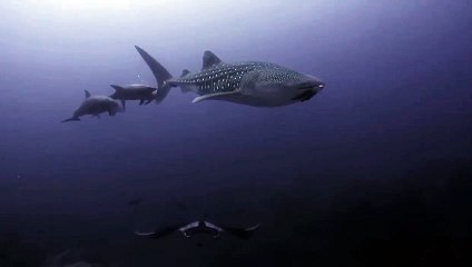 Whale Shark, Manta Ray and Dolphins Swim Together