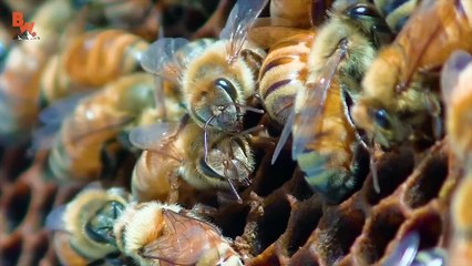 Centipede Bite Worse Than ALL Stings!