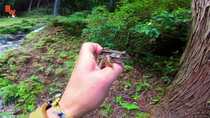 Rare Japanese Snake FOUND!