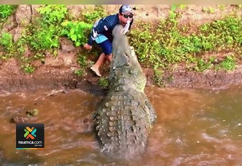 tn7-Video--Tour-operador-de-Tárcoles-se-coloca-carne-en-su-boca-para-alimentar-cocodrilos-020623