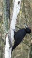 Woodpecker Pecking ASMR