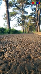 OTV1 HD Con đường hàng thông trăm tuổi gia lai