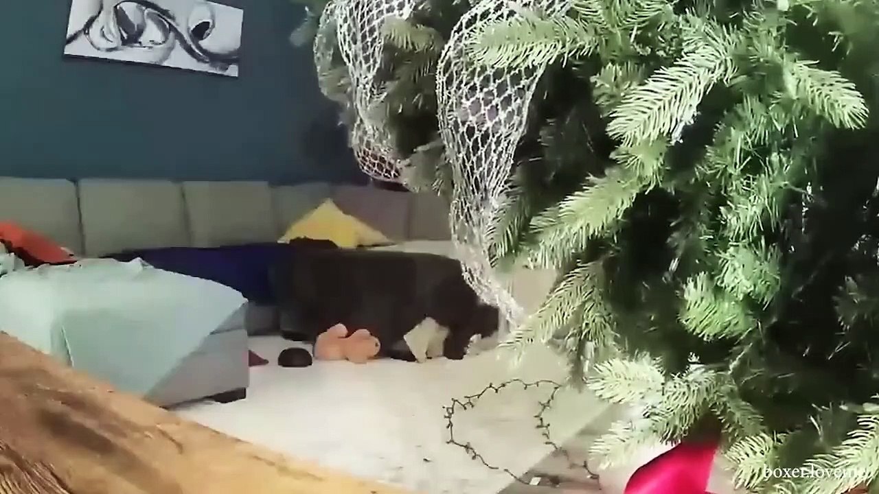 Best Funny Animal Videos 2023 Funniest Cats And Dogs Videos Will Make You Laugh
