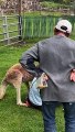 Playful Kangaroo Gets a Bit Too Familiar