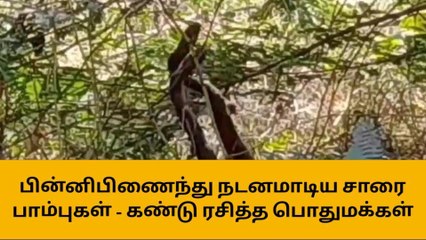 ஈரோடு : பின்னிபிணைந்து நடனமாடிய சாரை பாம்புகள் - கண்டு ரசித்த பொதுமக்கள்!