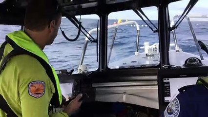 Whale rescue off Port Kembla | June 3, 2023 | Illawarra Mercury