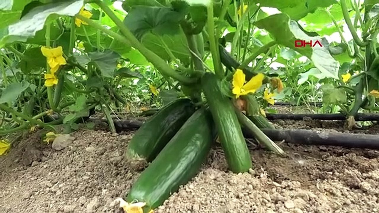 Le père qui a construit une serre dans le jardin de sa maison pour s'occuper de ses enfants handicapés