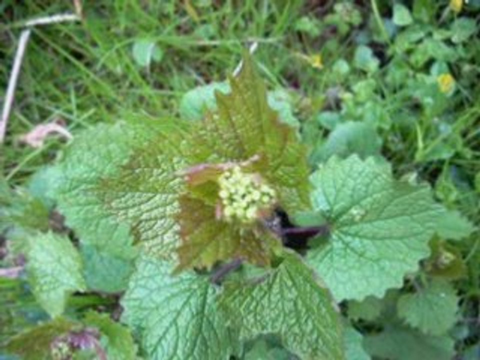 Fleurs des bois et fleurs des champs