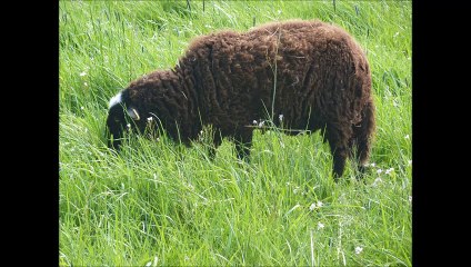 Moutons - Musique : Andro 1789 (traditionnel) - Eric : guitares, mandolines.