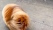 Little Dog With Beautiful Fur | Dog Funny Moments | Cute Pets | Funny Animals | Animals Funny Moment