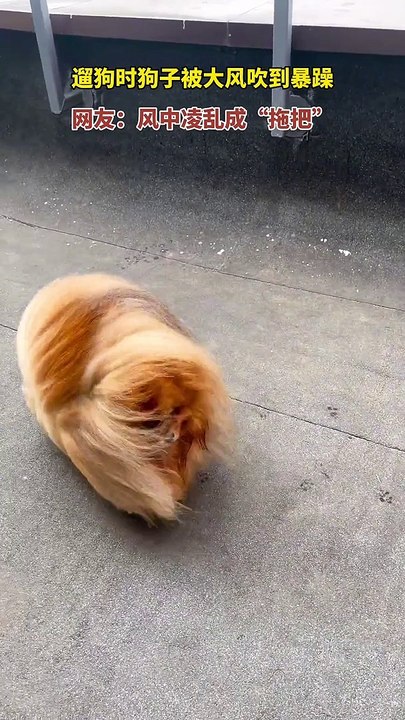Little Dog With Beautiful Fur | Dog Funny Moments | Cute Pets | Funny Animals | Animals Funny Moment