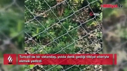 Yolda denk geldiği tilkiye elleriyle ekmek yedirdi