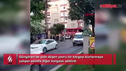 Güngören'de kargalar esnafa saldırdı: Bir anda gagalamaya başladı