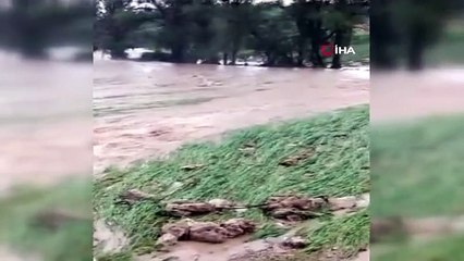 Denizli'de kekik ve adaçayı üretimi yağışlardan olumsuz etkilendi