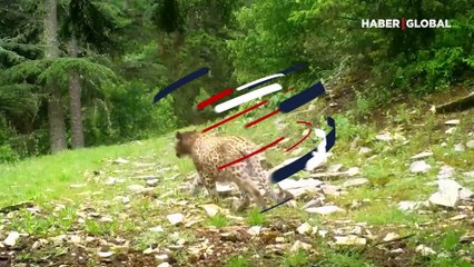 Anadolu leoparı Türkiye'de yeniden görüntülendi: Heyecan dolu anlar kamerada...